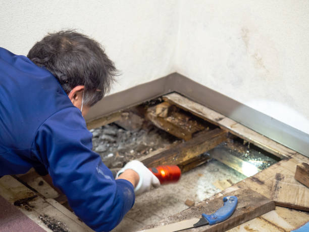 Reliable Orland, CA Mold Removal Solutions