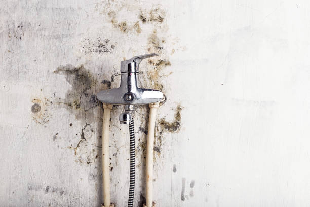 Best Toxic Mold Removal  in Orland, CA