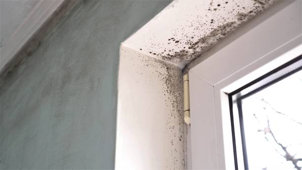 Best Toxic Mold Removal  in Orland, CA