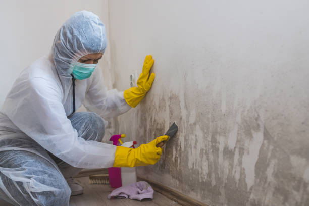 Best Fast Mold Removal  in Orland, CA