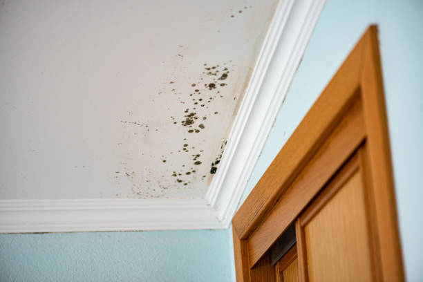 Best Same-Day Mold Removal  in Orland, CA