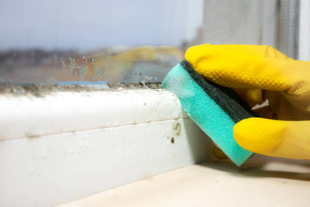 Best Mold Damage Repair  in Orland, CA