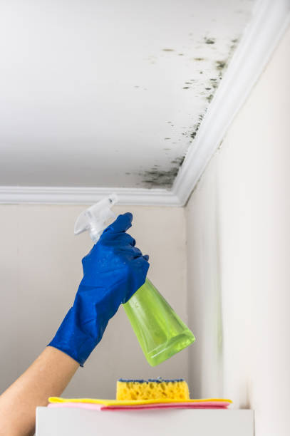 Attic Mold Removal in Orland, CA